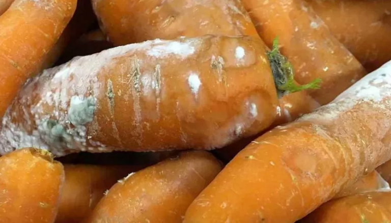 Белый налет на моркови - как бороться?